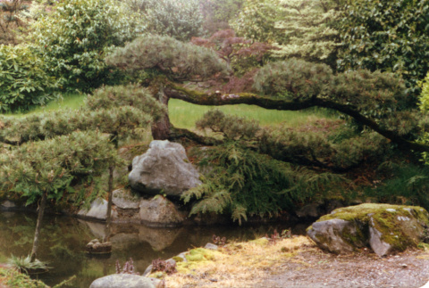 Pine, lowest mountainside pond (ddr-densho-354-482)