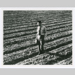 Man in farm field (ddr-densho-1007-294)