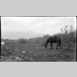 Two horses in a field (ddr-densho-480-37)