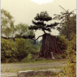 Pine and stump (ddr-densho-354-562)