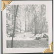 Man standing in woods (ddr-densho-434-137)
