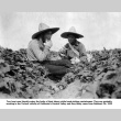 Two men eating cantaloupe while working in cantaloupe fields (ddr-ajah-6-589)