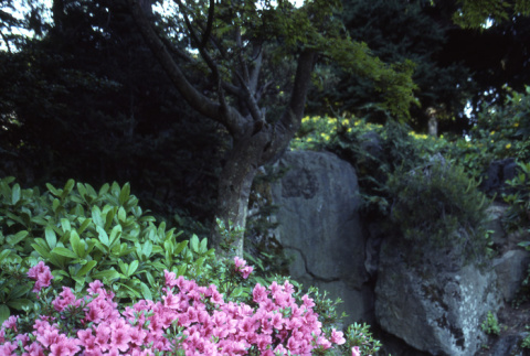 Azalea in bloom on Mountainside (ddr-densho-354-1346)