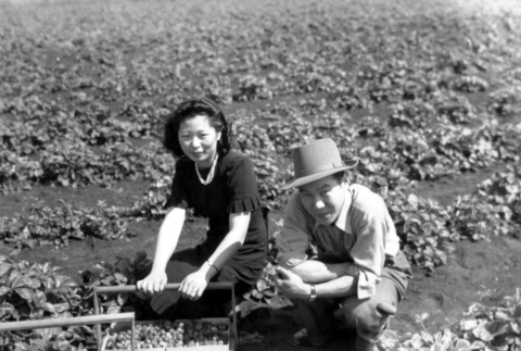 Two Japanese Americans picking strawberries (ddr-densho-2-26)