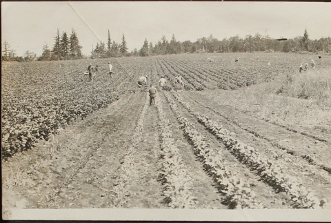 Strawberry fields (ddr-densho-259-80)