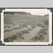 Photo of strawberry field during harvest (ddr-densho-483-347)