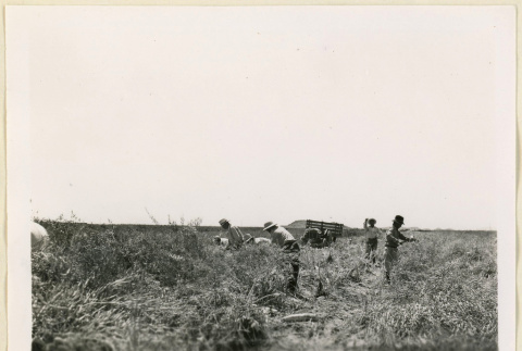 Harvesting daikon seeds (ddr-densho-37-1390)