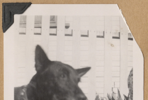 Standing dog (ddr-densho-542-220)