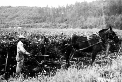 Man plowing a field (ddr-densho-18-60)