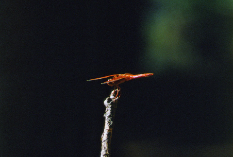 Dragonfly (ddr-densho-336-1933)