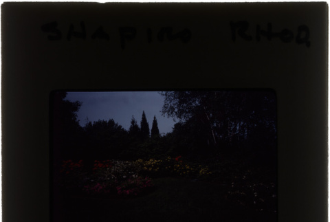 Rhododendrons at the Shapiro project (ddr-densho-377-833)