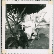 Toddler on tricycle near a dog (ddr-densho-321-269)