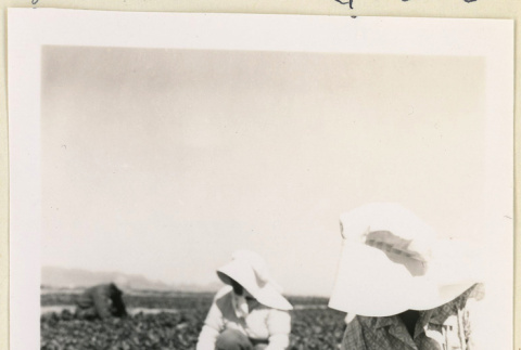 Workers picking strawberries (ddr-densho-37-1401)