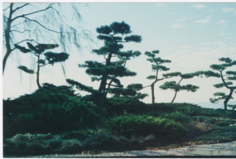 Straus garden project (ddr-densho-377-3030)
