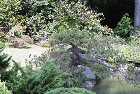 Pine on pond (ddr-densho-354-1521)
