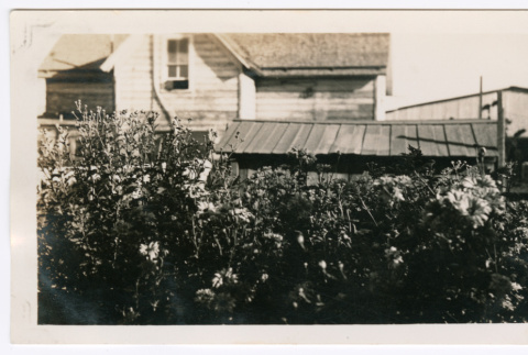 Garden (ddr-densho-480-72)
