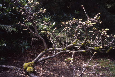 Small tree in bud (ddr-densho-354-1892)