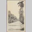 Road lined with palm trees (ddr-densho-278-222)