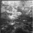 View from mountainside of garden, parking area (ddr-densho-354-1953)
