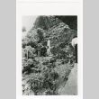 Shoichiro Ishihara placing offering at battle monument on Okinawa (ddr-densho-1007-110)