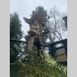 Giraffe at the Woodland Park Zoo eating Sword Ferns Trimming work party at Kubota Garden (ddr-densho-354-2669)