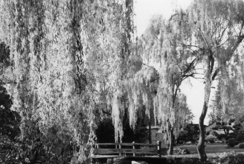 Heart Bridge with willows and houses in the background (ddr-densho-354-593)