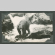 Bear in river (ddr-densho-540-132)