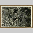 Peruvian woman in a pineapple field (ddr-csujad-33-192)