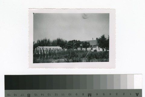 Beans growing by a house and greenhouse (ddr-densho-255-57)