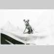 Dog and tent (ddr-densho-1007-787)