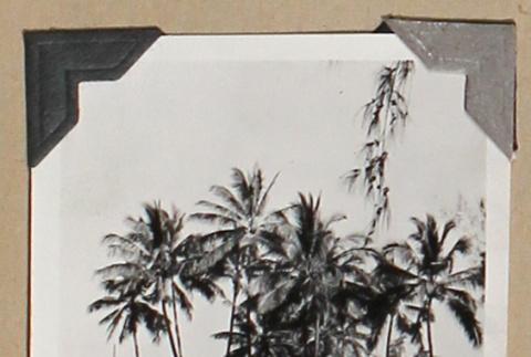 Building surrounded by palm trees and a lawn (ddr-densho-404-246)