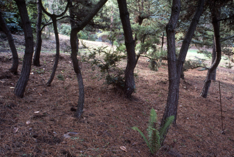 Pine nursery along promenade, near stone garden (ddr-densho-354-1081)