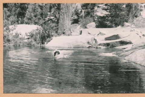 Man swimming in river (ddr-densho-468-285)