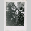 Waterfall (ddr-densho-377-1650)