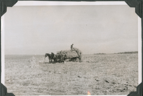 Horse drawn hay wagon (ddr-ajah-2-556)