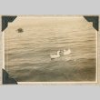 Two ducks on water (ddr-densho-383-260)