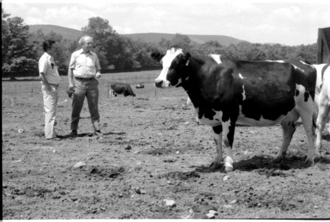 William Kochiyama and Robert H. Foote with cows (ddr-densho-1007-1362)
