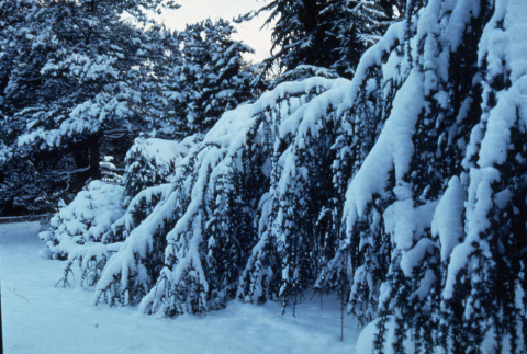 Trees in the snow (ddr-densho-354-922)