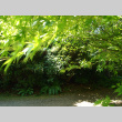 Near entrance to Sawara Cypress grove (ddr-densho-354-2849)