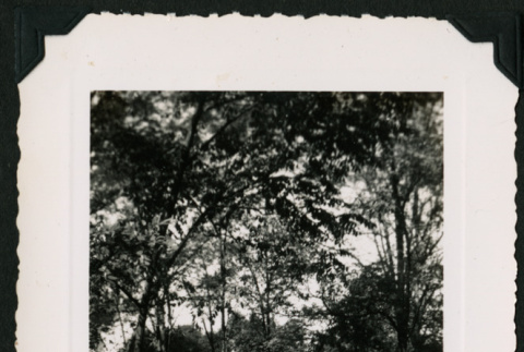 Walter Matsuoka kneels in a wooded area (ddr-densho-390-61)