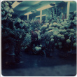 Large display of flowers (ddr-densho-426-843)