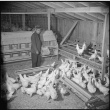 Poultry farm (ddr-densho-37-180)