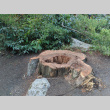 Stump after Cedar removal (ddr-densho-354-2353)