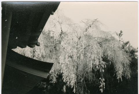 Flowering tree (ddr-densho-426-1072)