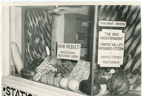 Photograph of Manzanar farm produce on display in Lone Pine (ddr-csujad-47-63)