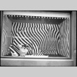 Large window display with dark striped background (ddr-densho-426-2291)