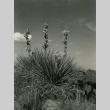 Nature photo from Amache (ddr-densho-159-22)