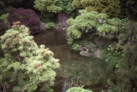 Pond in the Garden (ddr-densho-354-1448)
