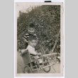 Two young boys in wicker cart (ddr-densho-483-639)