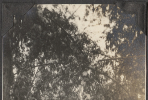 Bamboo in snow (ddr-densho-432-105)